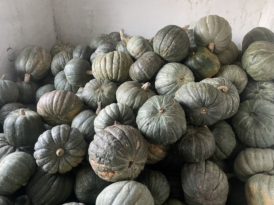 Тыква в караганде