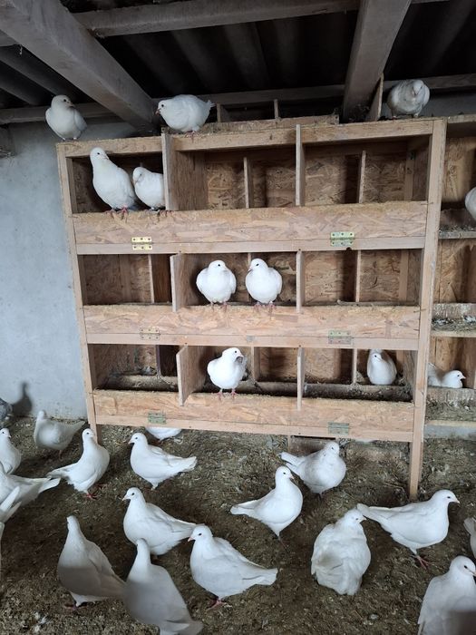 Vand porumbei Hubble