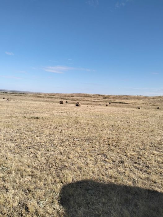 Сено рулоны по 10000 тысяч.