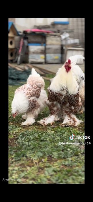 Яйцо Брама инкубационный