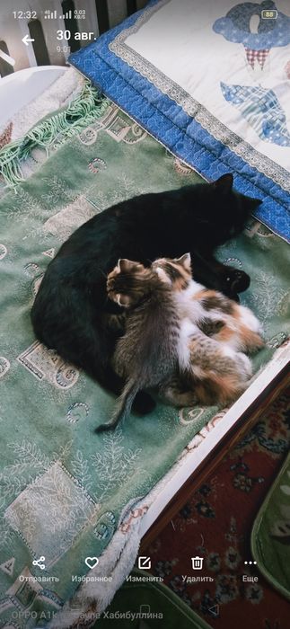 Отдам домашних КОТЯТ в добрые руки