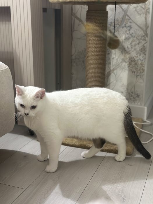 Отдам кота-мальчик