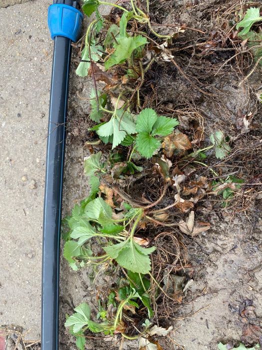 Клубника, рассада клубники