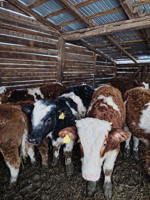 Vând viței bălțați și belgieni