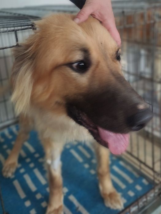 Молодой красивый кобель