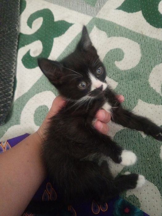 Мысық тегин береип жиберемин