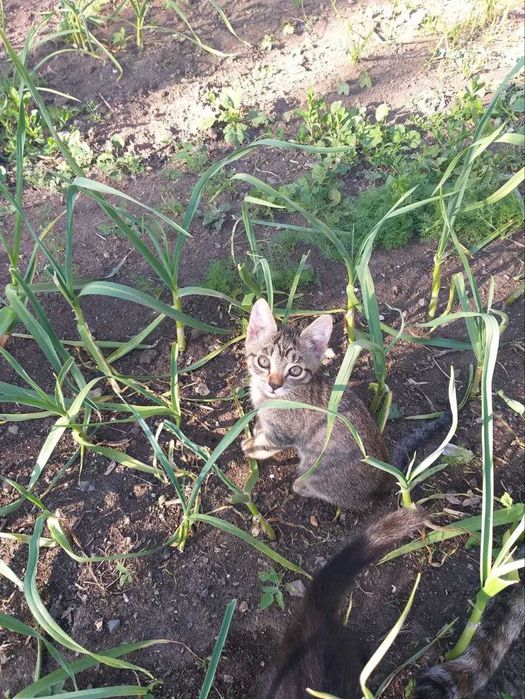 Отдаем замечательных котят