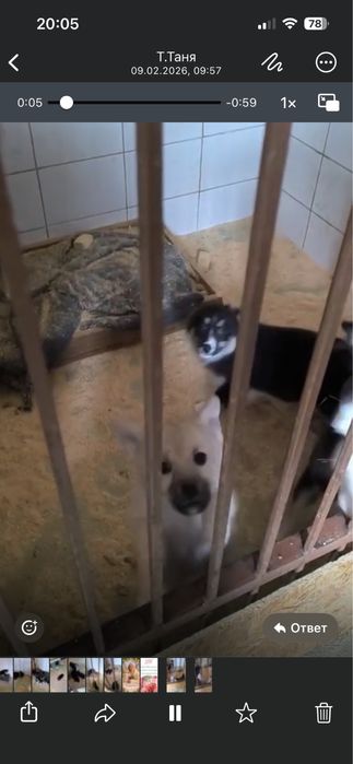 Щенята ищут дом.