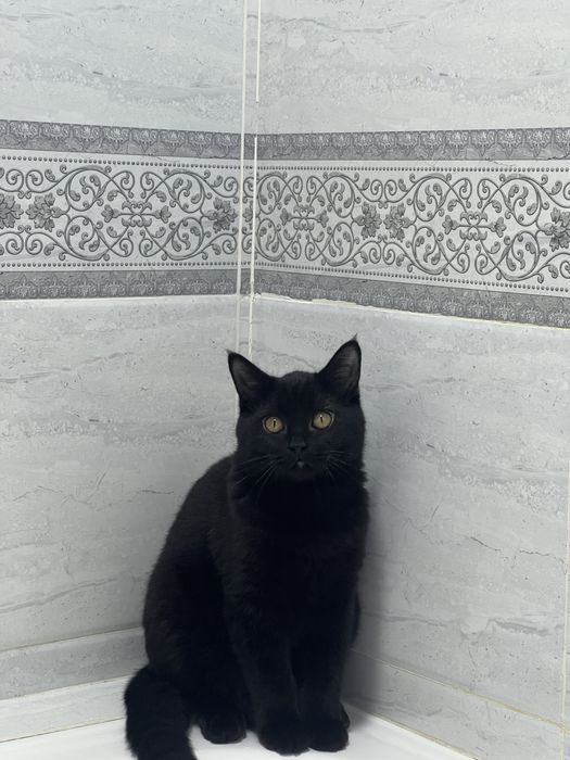 кот для вязки скотиш страйт