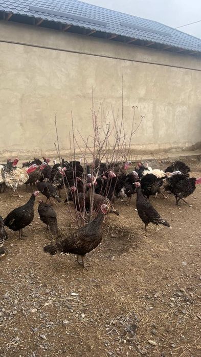 Үндіктің қораздары сатылады!