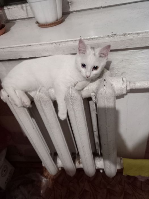 Отдам в хорошие руки