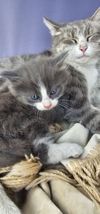 Котята ищут дом срочно