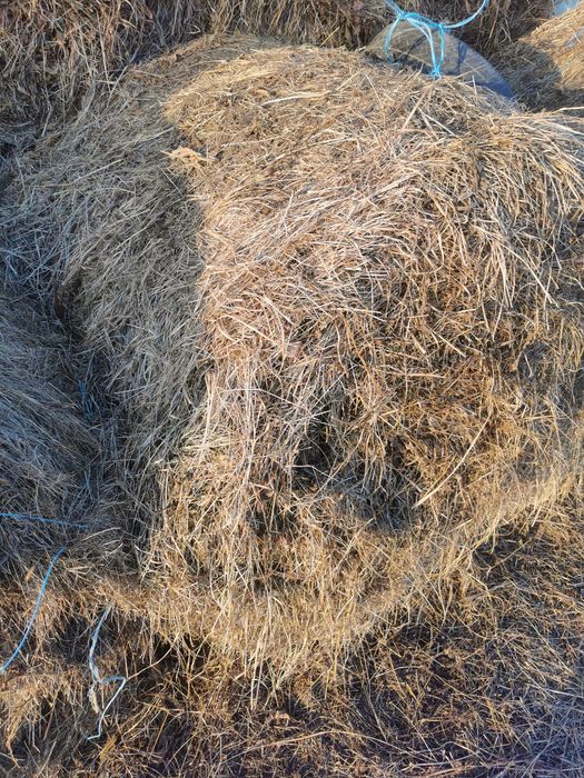 Vând baloti de otava