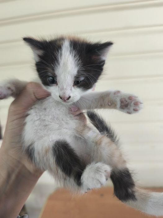 Отдам милых котят в добрые руки