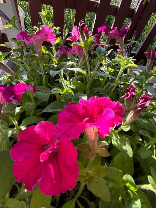 Рассада петунии и бархатцев