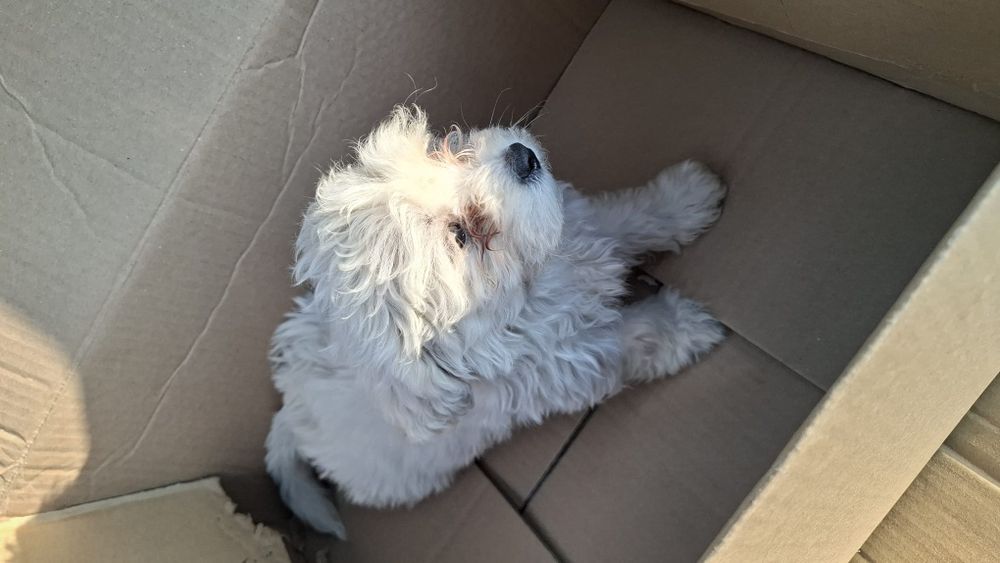 Bichon Maltez băiat