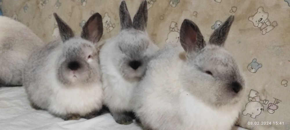 Кролики Евро Калифорнийской породы. Гарантия качества!