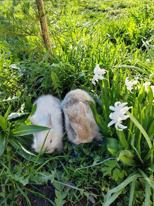 Iepurași cap de leu