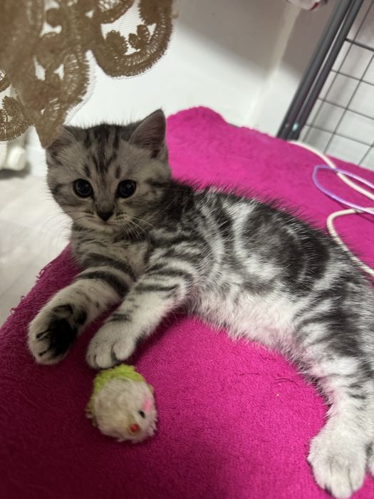 Кошка  девочка 1,5  и котенок мальчик