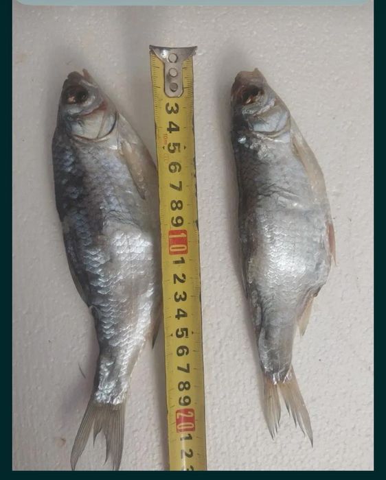 Продаётся Вобла лещ чихонь рыбец бершата