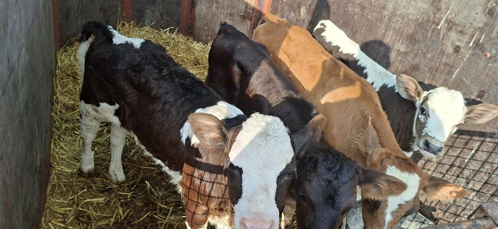De vanzare viței sugari si înțărcați!