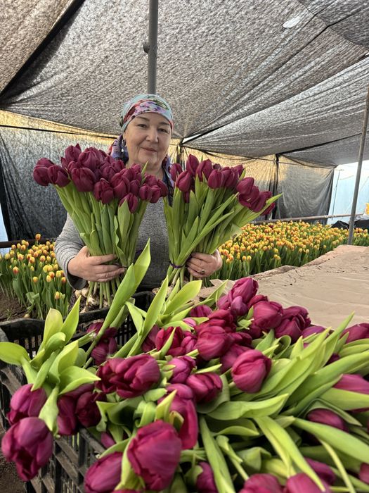 Тюльпаны оптом и в розницу,оптом голландские тюльпаны