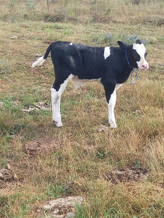 Vând tauraș de 2 saptamani