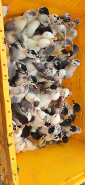 boboci rata romaneasca ,polare,lesesti