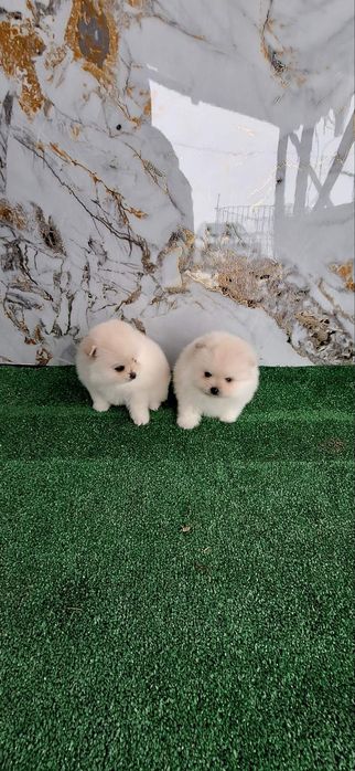 Померан Бебета пумеран