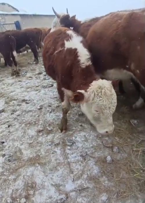 Продам коров и быков породы Акбас