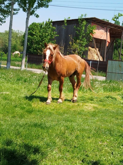 Vând sau schimb cu iapă mânz blond castrat de 3 ani jumate potcovit nou cu videa 1.55 la greabană.