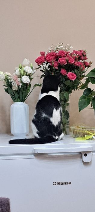 Потеряли Кошечка Жума