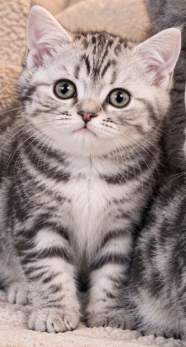 Чистокровненькие Котята