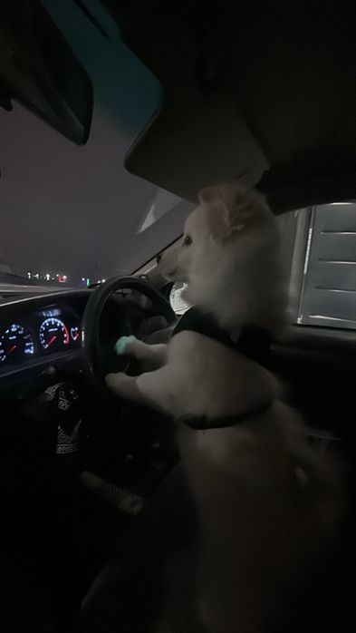 Отдам в добрые руки