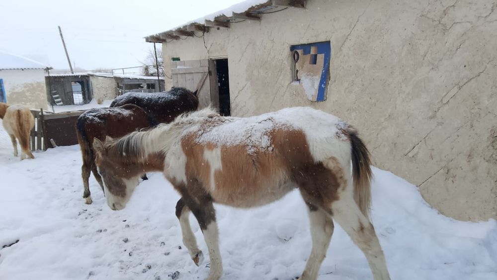 Жабағылар сатылады