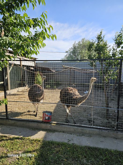 Продам страусов африканский