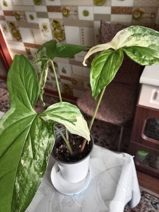 Сингониум империал Вайт продам