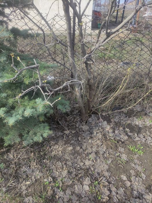 Продам сирень красную