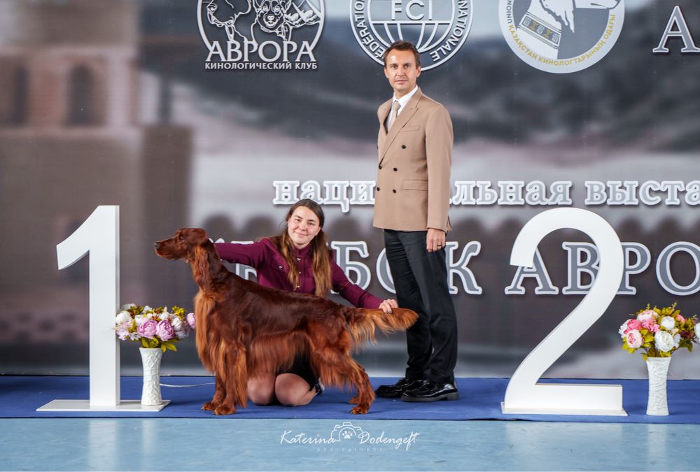 Кобель на вязку Ирландский сеттер