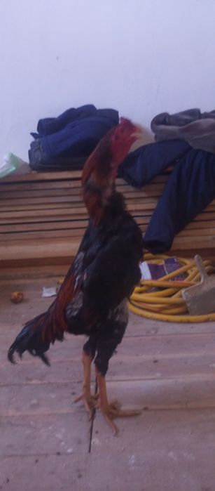 dakang xoroz sotladi