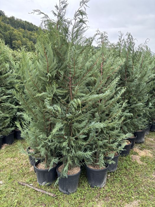 Tuia leylandii gazon rulou super oferta