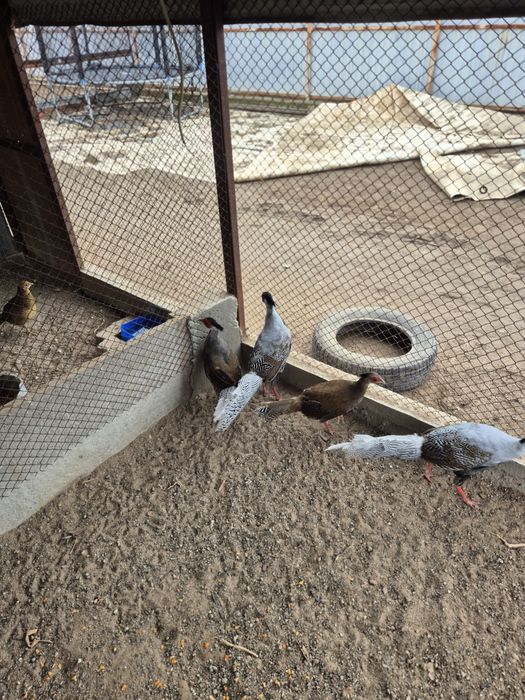 Серебряные фазаны