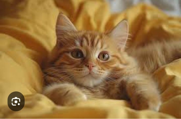 Hadyaga 7 oylik ogil bola mushukcha