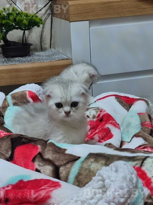 Замечательный малыш