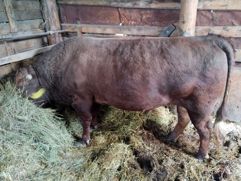 Продам зрелых быков на мясо