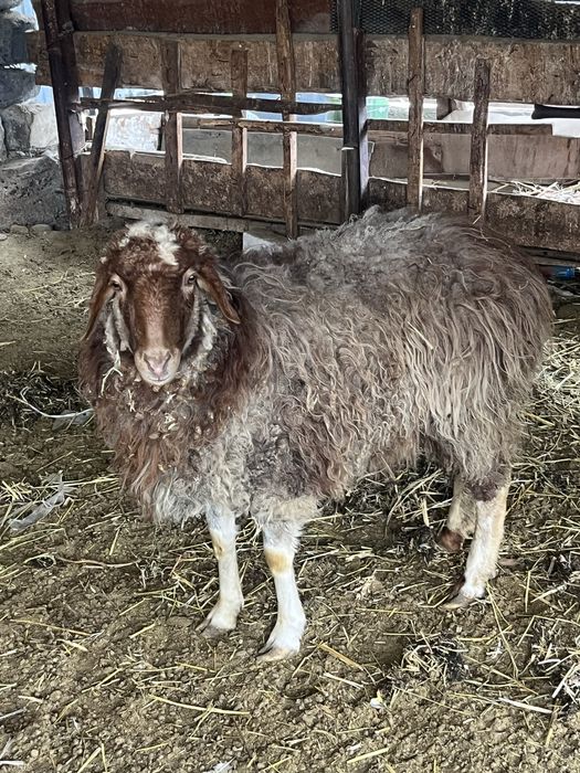 Бараны ягнята ..