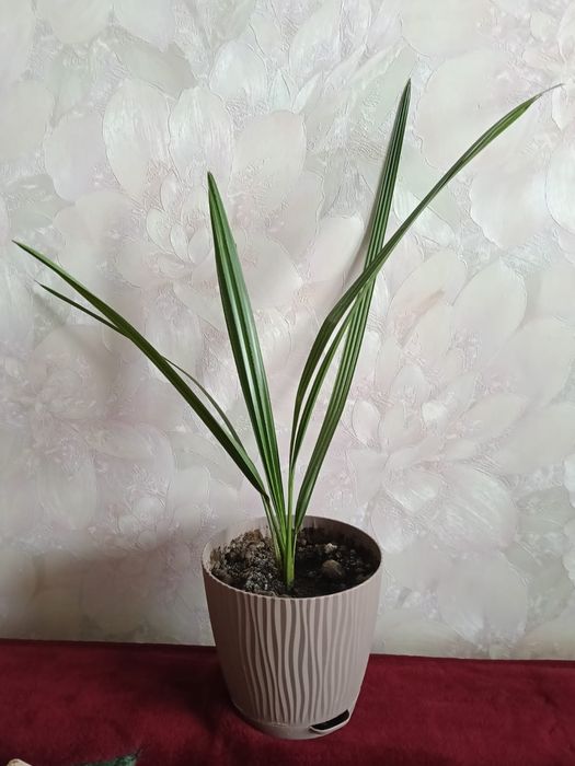 Пальмы финиковые