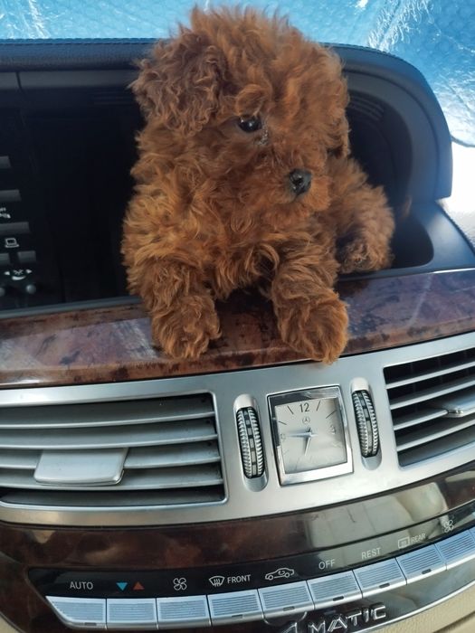 Tea Cup Пуделче лицензиран развъдник  Ред Дог