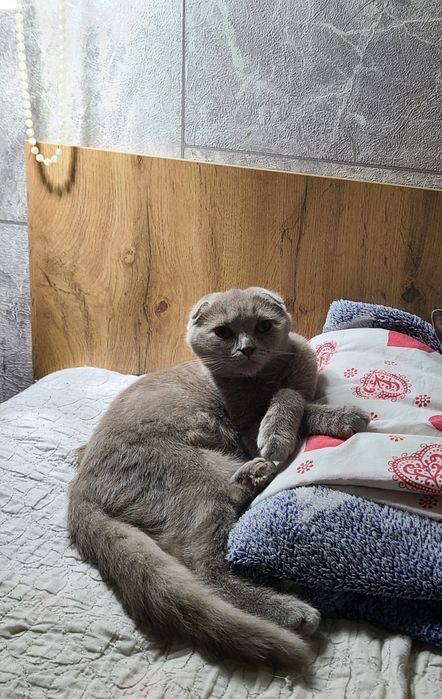 Скотиш фолд редкого лилового окраса