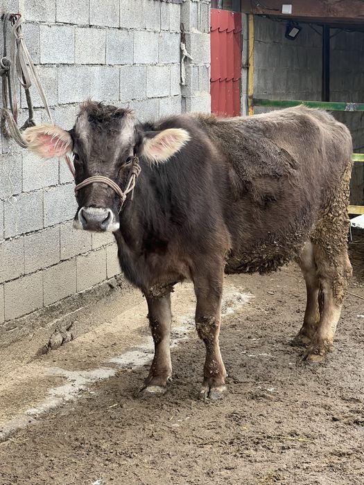 Алатау Швед сиыры Буаз